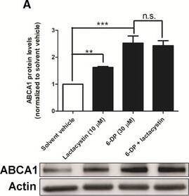 ABCA1 Antibody - BSA Free
