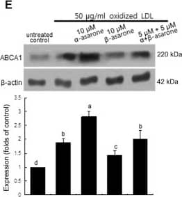 ABCA1 Antibody - BSA Free