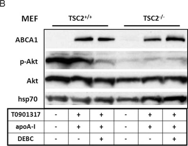 ABCA1 Antibody - BSA Free