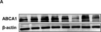 ABCA1 Antibody - BSA Free