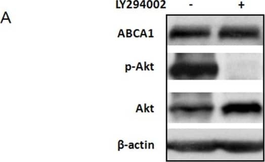 ABCA1 Antibody - BSA Free