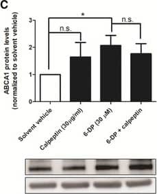 ABCA1 Antibody - BSA Free