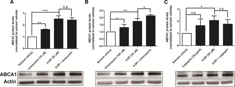 ABCA1 Antibody - BSA Free