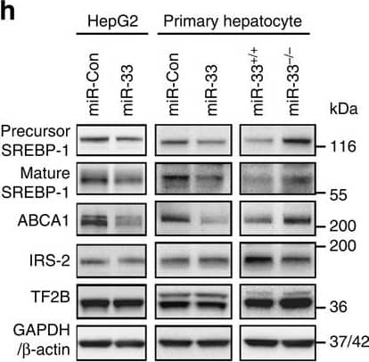 ABCA1 Antibody - BSA Free