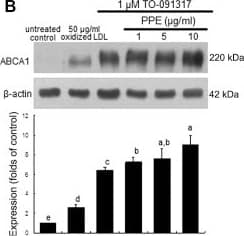 ABCA1 Antibody - BSA Free