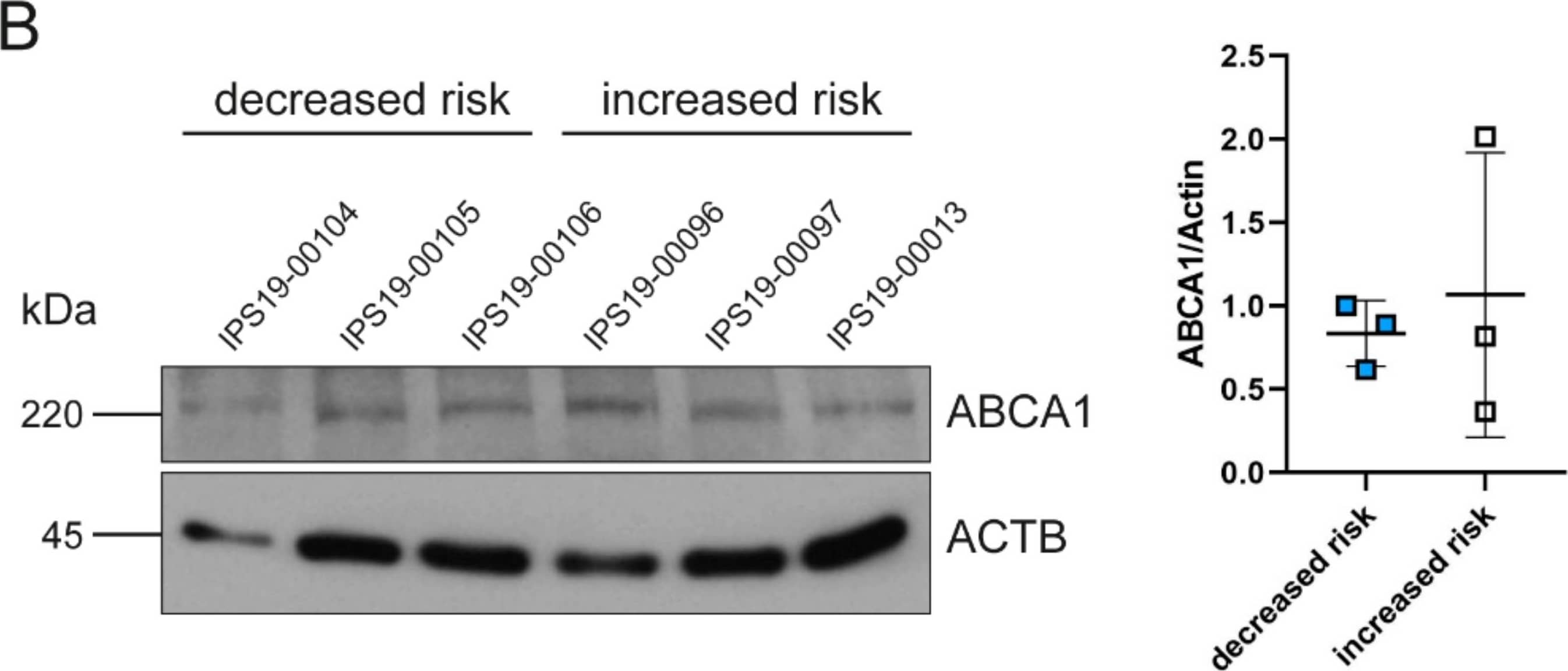 ABCA1 Antibody - BSA Free