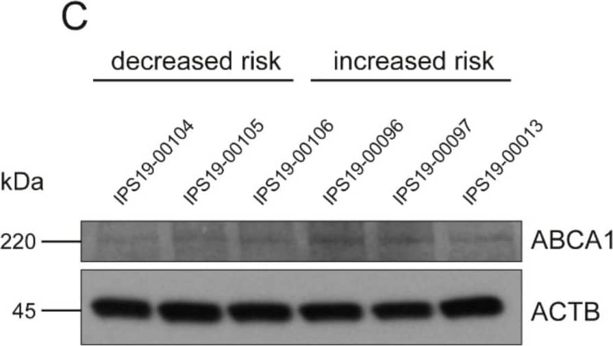 ABCA1 Antibody - BSA Free