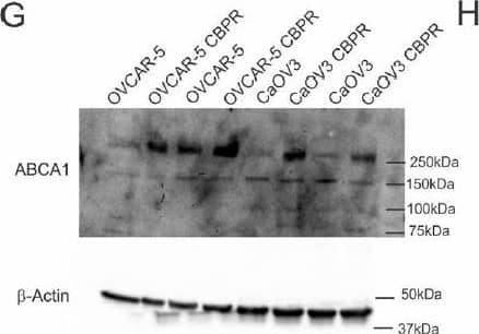ABCA1 Antibody - BSA Free