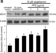 ABCA1 Antibody - BSA Free