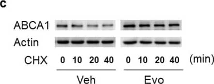 ABCA1 Antibody - BSA Free