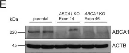 ABCA1 Antibody - BSA Free