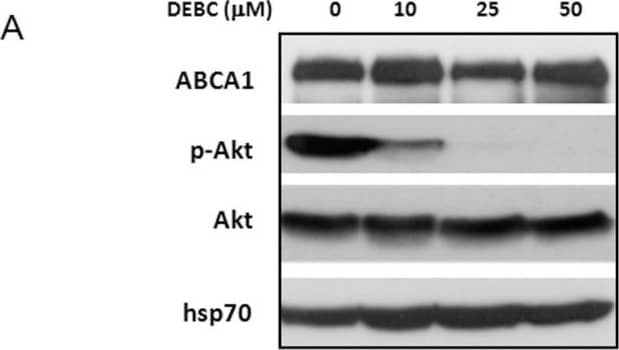 ABCA1 Antibody - BSA Free