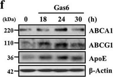 ABCA1 Antibody - BSA Free