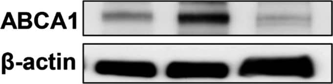 ABCA1 Antibody - BSA Free
