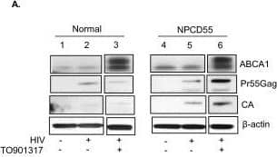 ABCA1 Antibody - BSA Free
