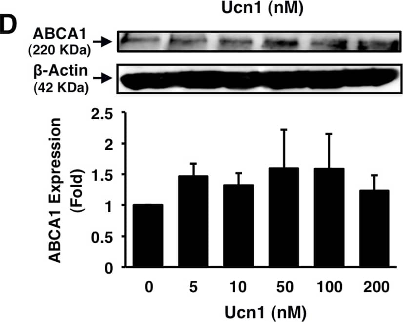 ABCA1 Antibody - BSA Free