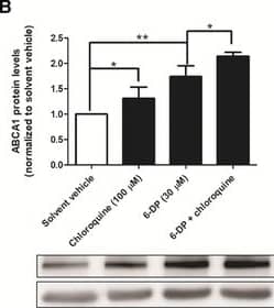 ABCA1 Antibody - BSA Free