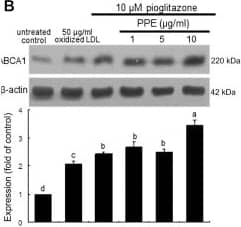 ABCA1 Antibody - BSA Free