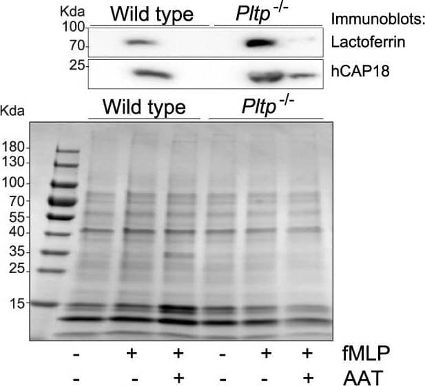 PLTP Antibody - BSA Free