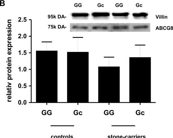 ABCG8 Antibody - BSA Free