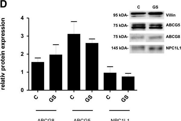 ABCG8 Antibody - BSA Free