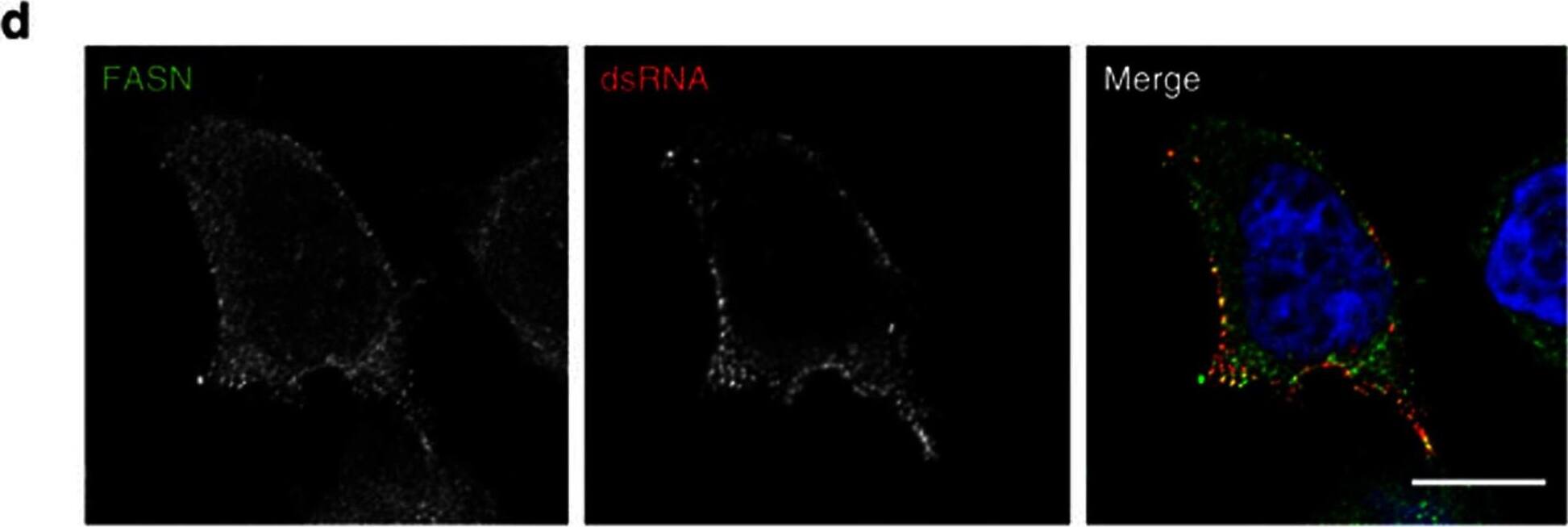 Fatty Acid Synthase/FASN Antibody - BSA Free