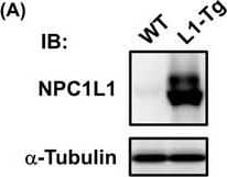 Niemann-Pick type C1 Like-1 Antibody - BSA Free