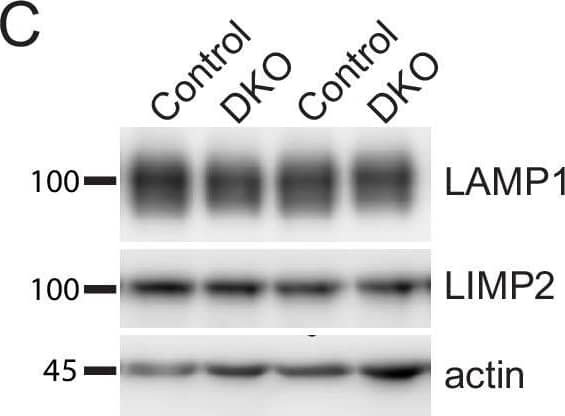 LIMPII/SR-B2 Antibody - BSA Free