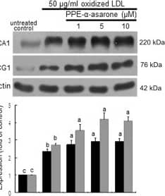 ABCG1 Antibody - BSA Free