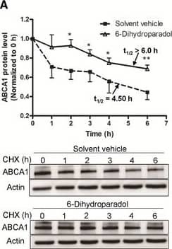 ABCG1 Antibody - BSA Free