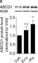 ABCG1 Antibody - BSA Free