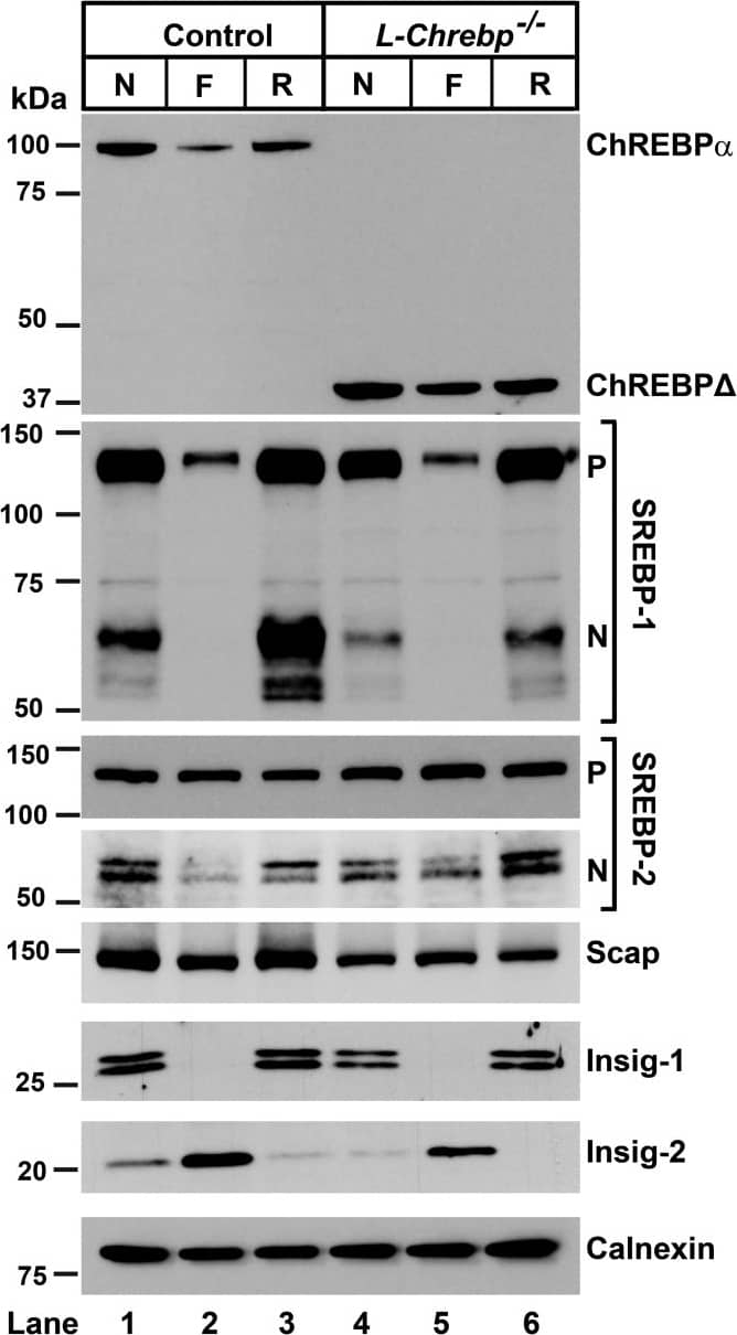 CHREBP Antibody - BSA Free