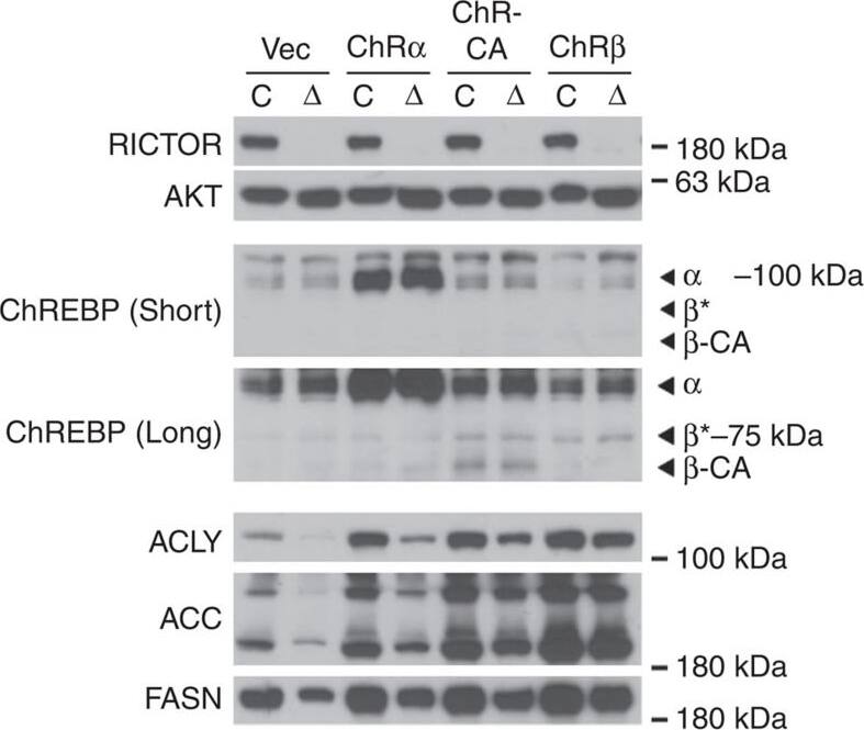 CHREBP Antibody - BSA Free