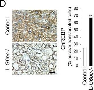 CHREBP Antibody - BSA Free