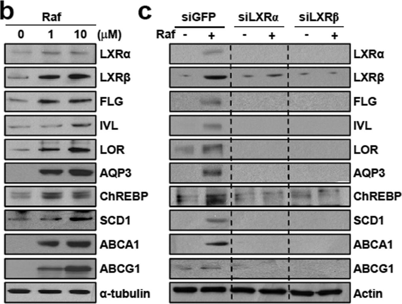 CHREBP Antibody - BSA Free