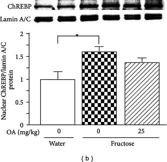 CHREBP Antibody - BSA Free