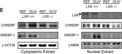 CHREBP Antibody - BSA Free