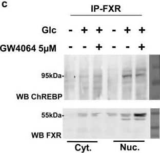 CHREBP Antibody - BSA Free