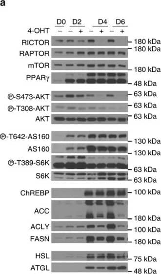 CHREBP Antibody - BSA Free