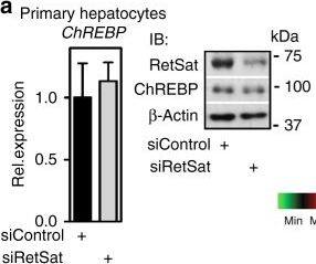CHREBP Antibody - BSA Free