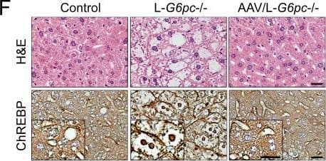 CHREBP Antibody - BSA Free