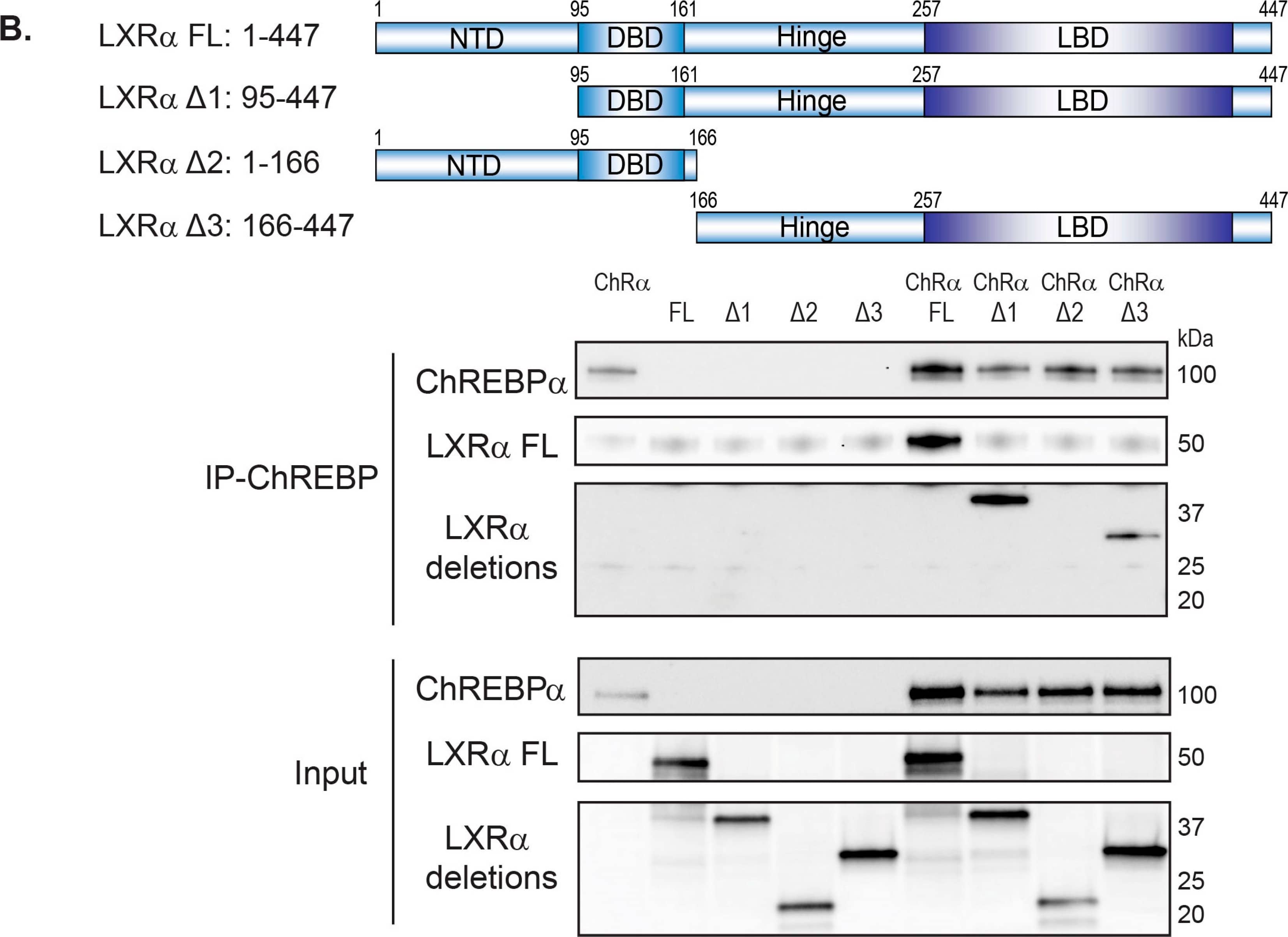 CHREBP Antibody - BSA Free