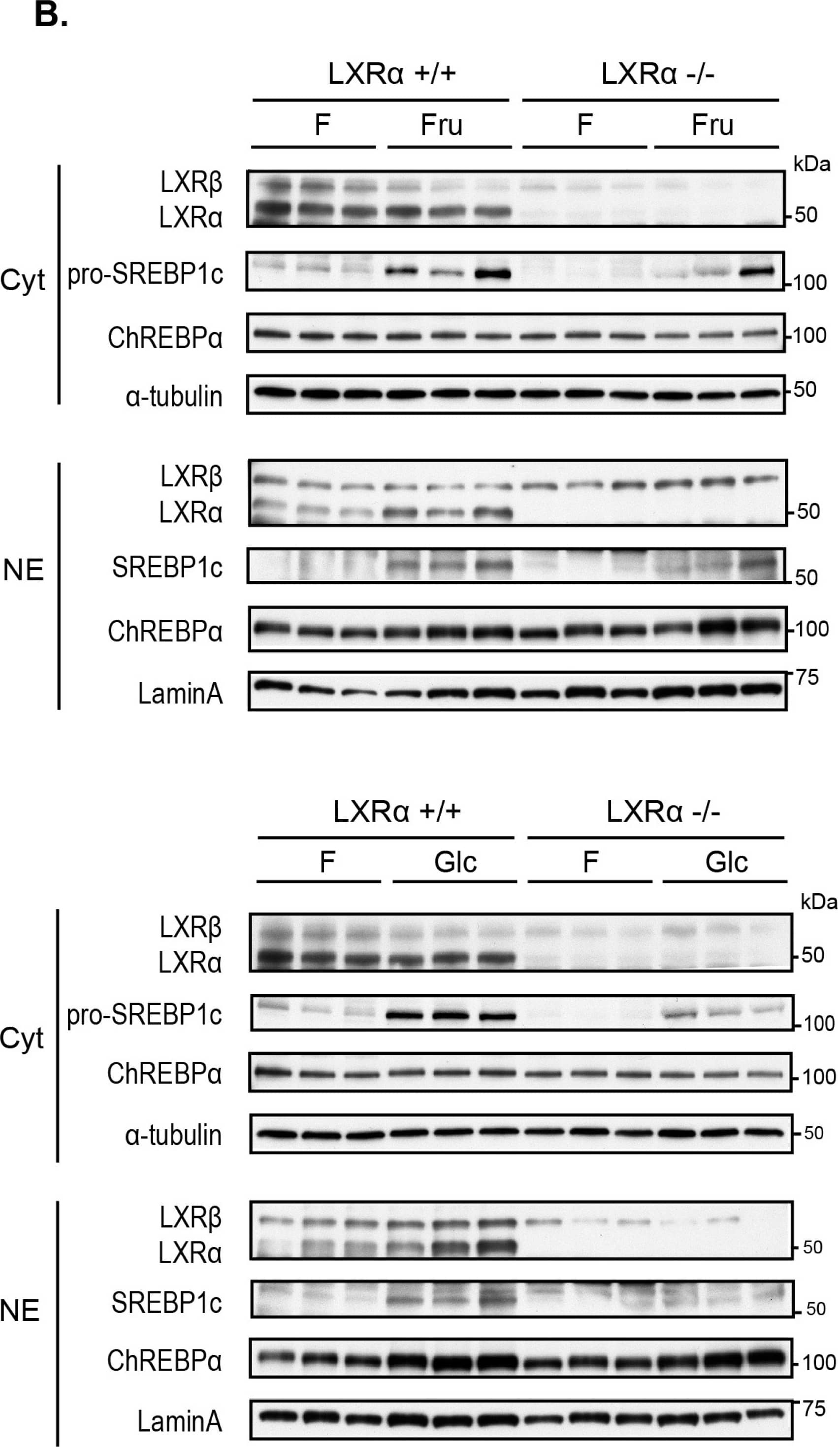 CHREBP Antibody - BSA Free