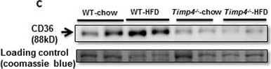 CD36 Antibody - BSA Free