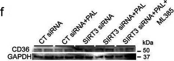 CD36 Antibody - BSA Free