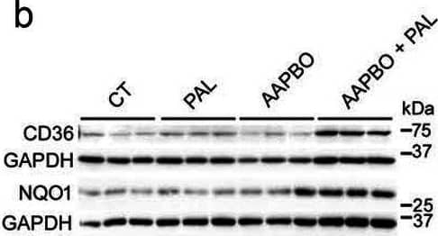 CD36 Antibody - BSA Free