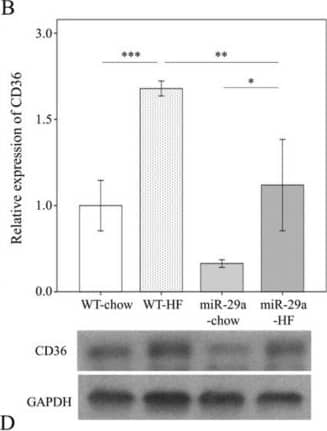 CD36 Antibody - BSA Free