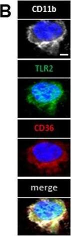 CD36 Antibody - BSA Free