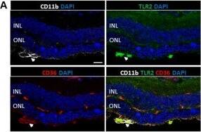 CD36 Antibody - BSA Free