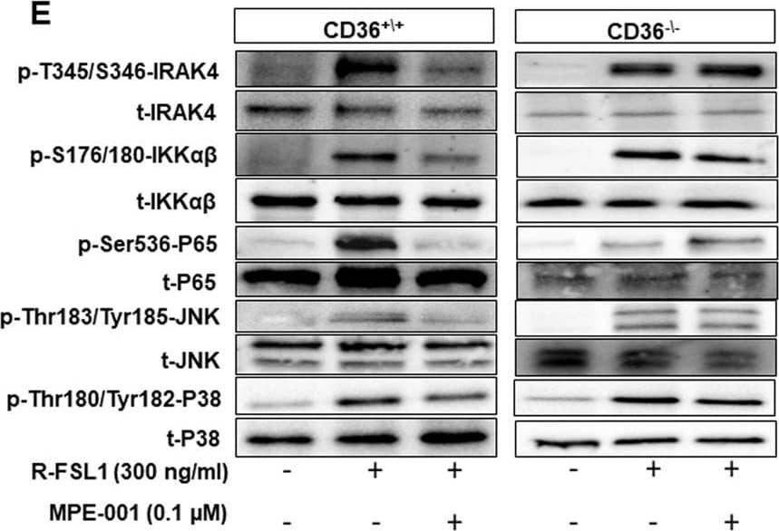 CD36 Antibody - BSA Free